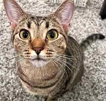 Photo of Dollface (& Shadow) bonded *FEE WAIVED*