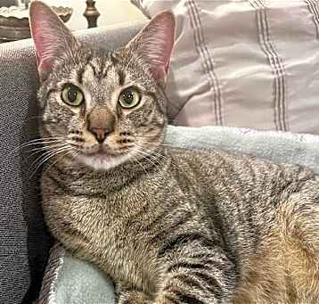 Photo of Shadow (tabby) (& Dollface) bonded *FEE WAIVED *