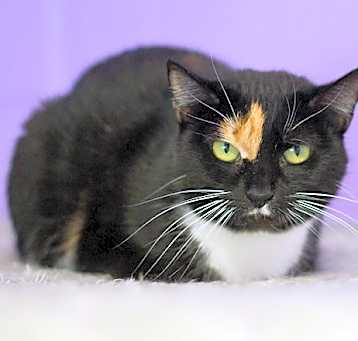 Photo of Callie
