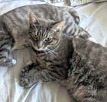 Photo of Lemon & Lime (we're in foster care!)