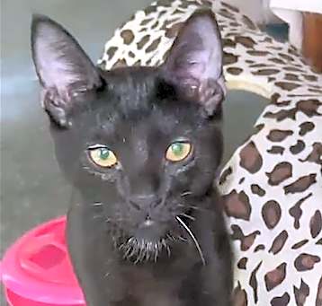 Photo of Toothless