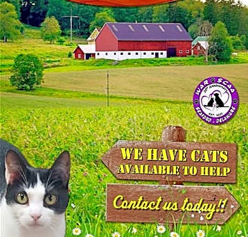 Photo of WORKING CATS