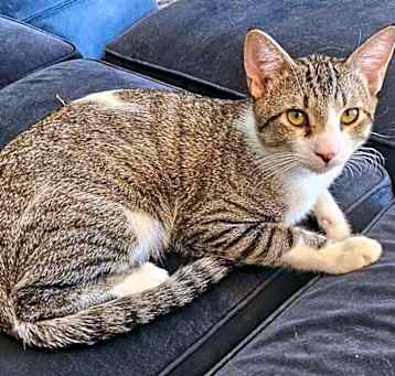 Photo of Tiger