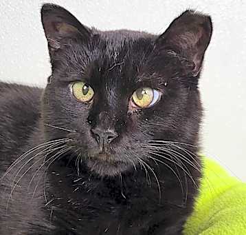 Photo of Black Beauty