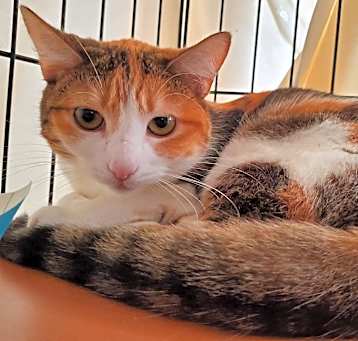 Photo of Littles