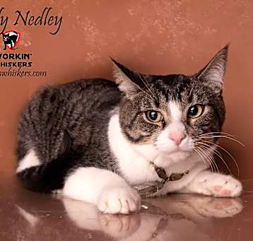 Photo of RANDY NEDLEY