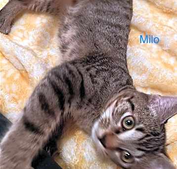Photo of Milo