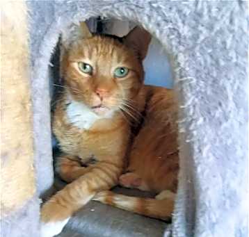 Photo of Cruiser