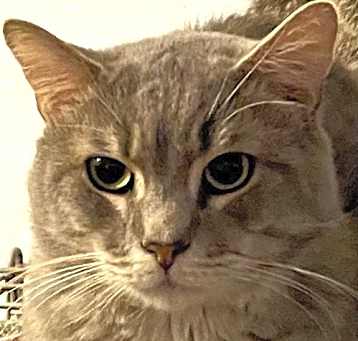Photo of Pebbles