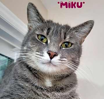 Photo of Miku