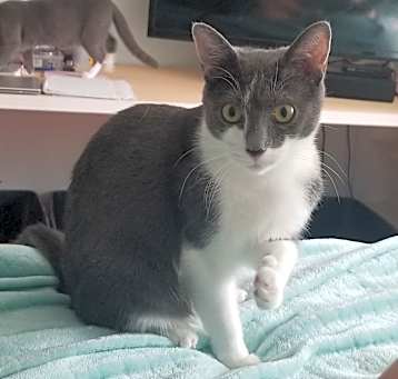 Photo of Puma
