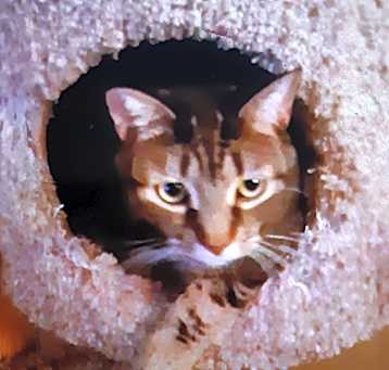 Photo of Tigger