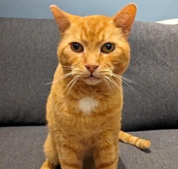 Photo of Mr. Giuseppe