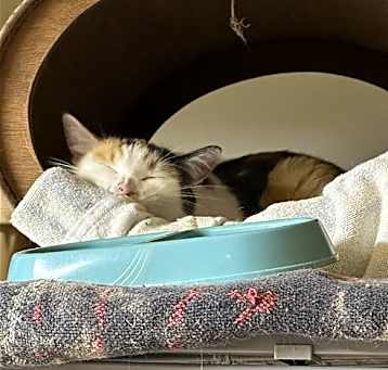 Photo of Savannah