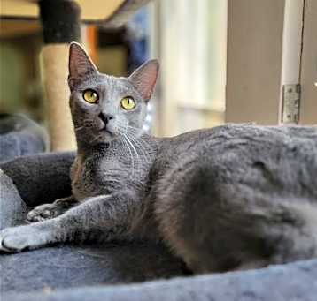 Photo of Nova