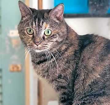 Photo of Missy