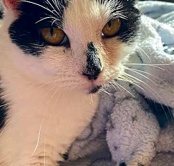 Photo of BoPeep
