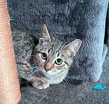 Photo of Seline