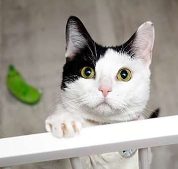 Photo of Mochi [READ BIO PLS]