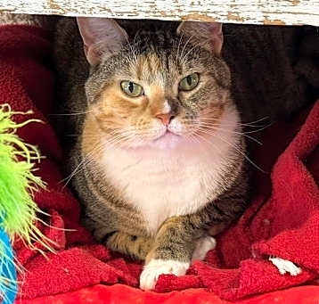 Photo of Cayenne