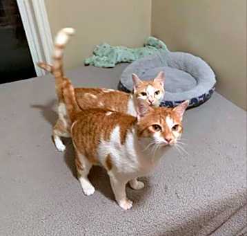 Photo of DERBY (BONDED WITH DARLA)