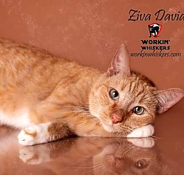 Photo of ZIVA DAVID