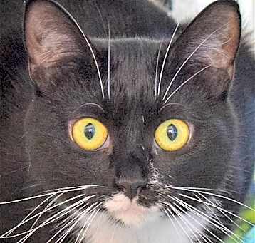 Photo of Muffin
