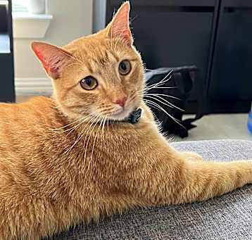 Photo of Mochi