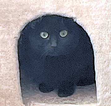 Photo of JiJi