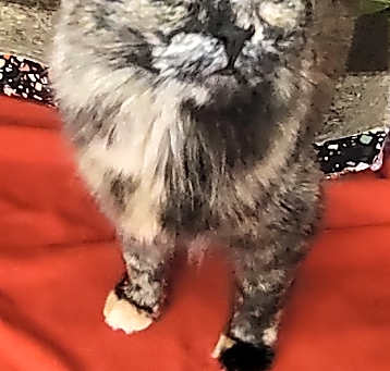 Photo of Oakleigh