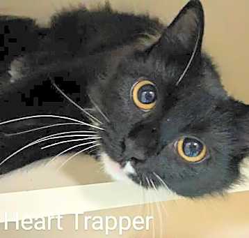 Photo of Heart Trapper