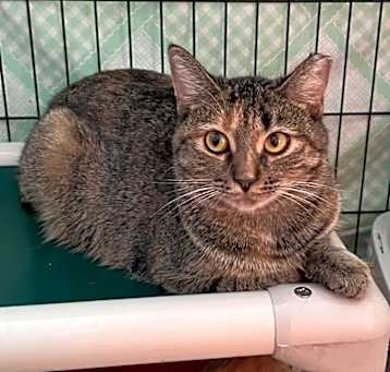 Photo of Wicca