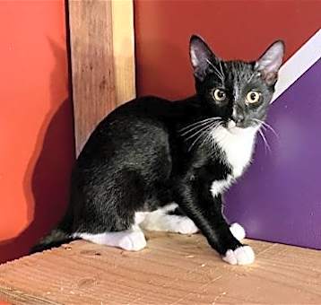 Photo of Tommie (& Jerry)