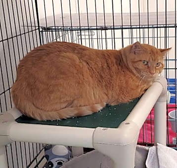 Photo of Kitkin