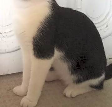 Photo of Sammy (Samson) ***Courtesy Post ***