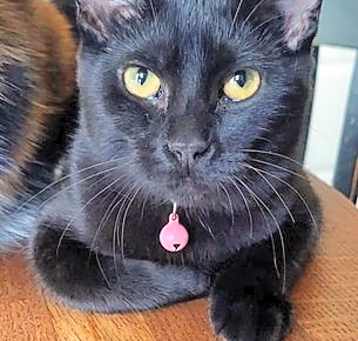Photo of Lime
