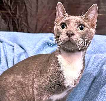 Photo of Silver