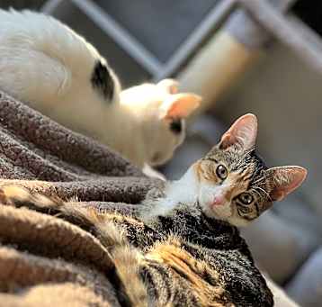 Photo of Mia loving social calico