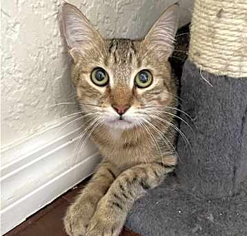 Photo of Pumpkin