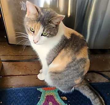 Photo of ELSIE