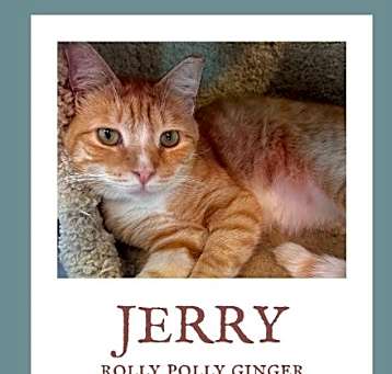 Photo of Jerry (& Jesse) bonded  *FEE WAIVED*