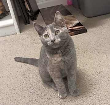 Photo of Pixie [CP]
