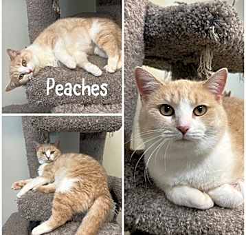 Photo of Peaches
