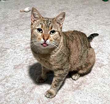 Photo of Peaches