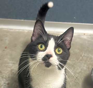 Photo of Sox