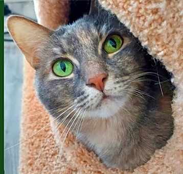 Photo of Misty