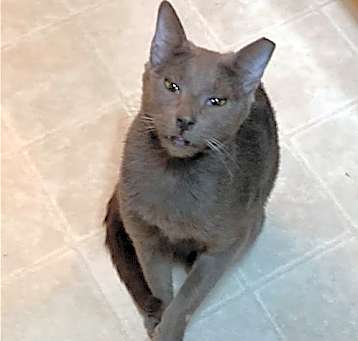 Photo of Blue (Courtesy Post)