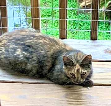 Photo of Glitter- In foster