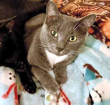 Photo of Mia- In foster