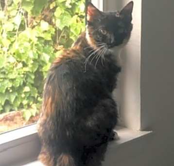 Photo of Brida